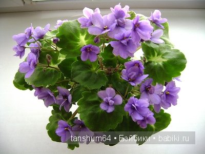 "Моя фиалочка" - новый наряд для Доротеи от Heidi Plusczok (выпуск 2002 года, Zapf) (фото 7)