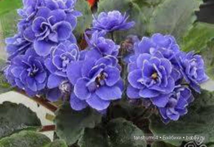 "Моя фиалочка" - новый наряд для Доротеи от Heidi Plusczok (выпуск 2002 года, Zapf) (фото 3)