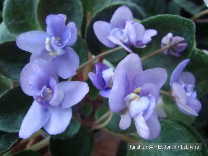 "Моя фиалочка" - новый наряд для Доротеи от Heidi Plusczok (выпуск 2002 года, Zapf) (фото 8)