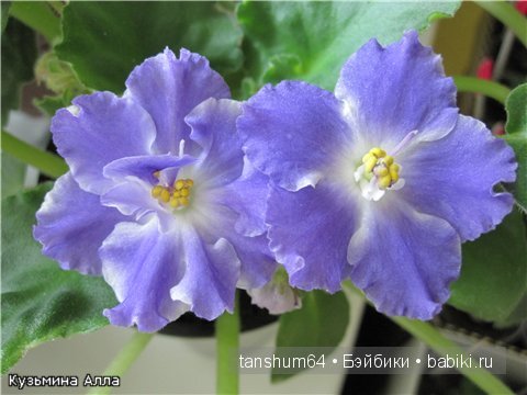 "Моя фиалочка" - новый наряд для Доротеи от Heidi Plusczok (выпуск 2002 года, Zapf) (фото 6)