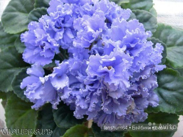 "Моя фиалочка" - новый наряд для Доротеи от Heidi Plusczok (выпуск 2002 года, Zapf)