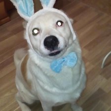 Мой любимый символ года 2018  и я поздравляем дорогие  Бейбики!!!