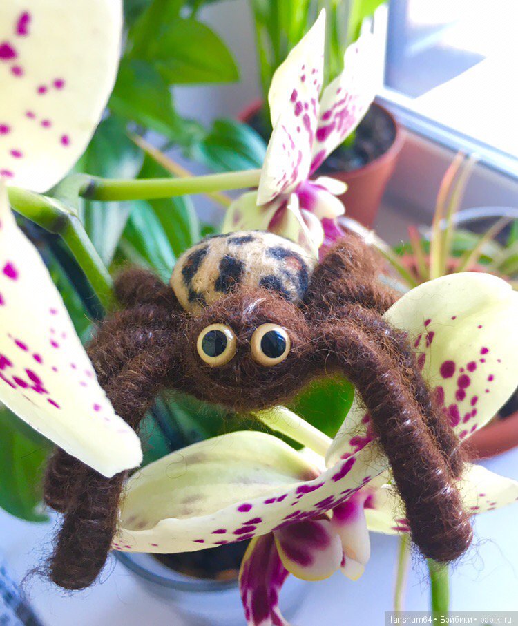 А у нас снова паучата — Другие хобби и увлечения: сад (фото 5)