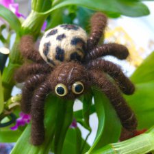 А у нас снова паучата