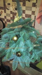 Ёлочке не холодно зимой или Нобилис делится веточками (фото 7)