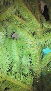 Ёлочке не холодно зимой или Нобилис делится веточками (фото 2)