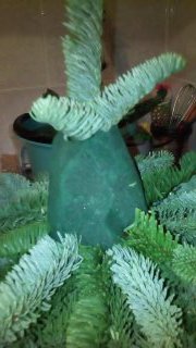 Ёлочке не холодно зимой или Нобилис делится веточками (фото 5)