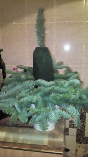 Ёлочке не холодно зимой или Нобилис делится веточками (фото 3)