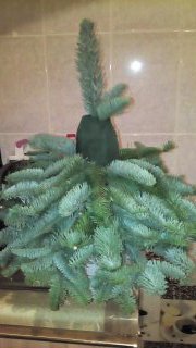 Ёлочке не холодно зимой или Нобилис делится веточками (фото 4)