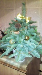 Ёлочке не холодно зимой или Нобилис делится веточками (фото 10)