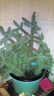 Ёлочке не холодно зимой или Нобилис делится веточками