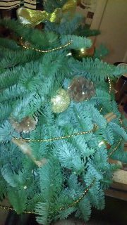 Ёлочке не холодно зимой или Нобилис делится веточками (фото 8)