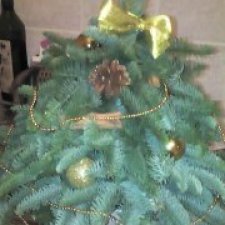 Ёлочке не холодно зимой или Нобилис делится веточками.