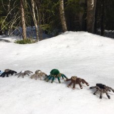 Как паучата хотели весну отыскать