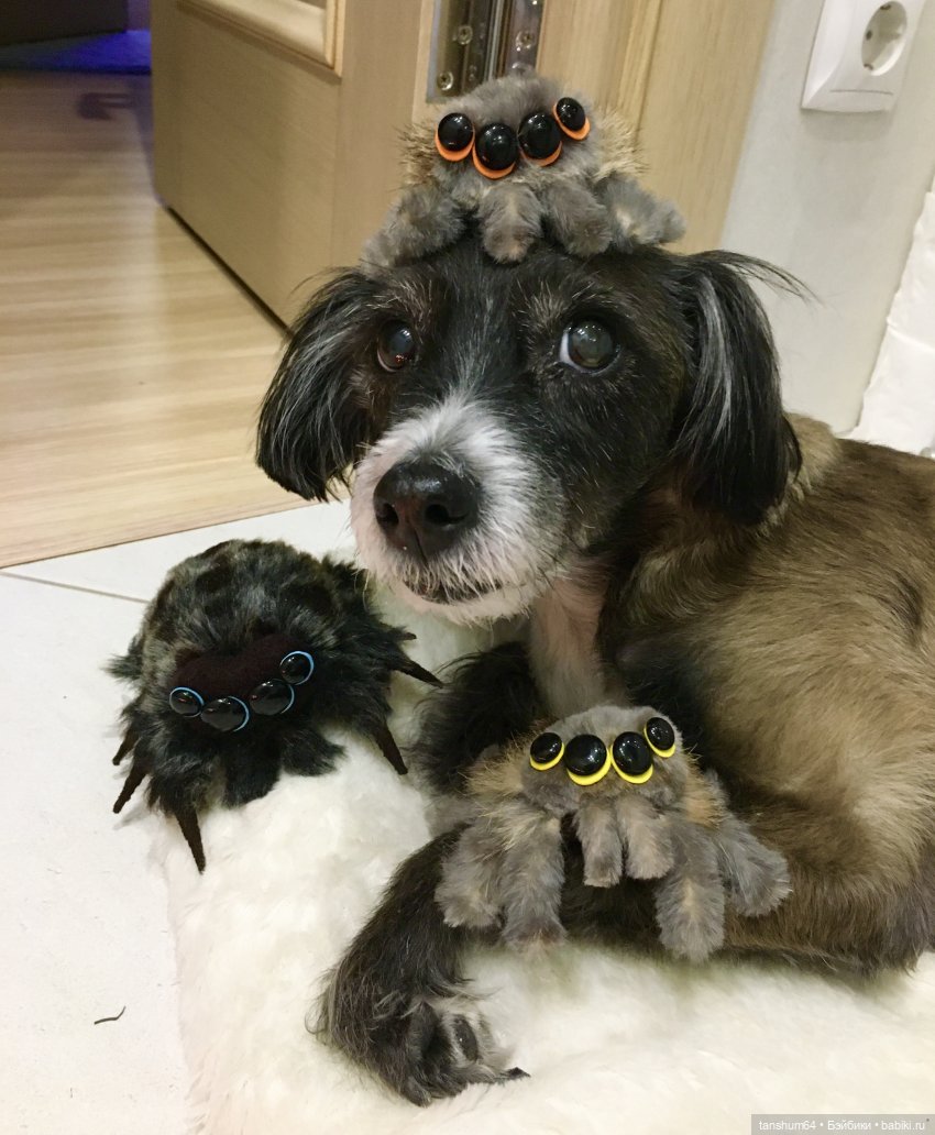 Новые паучата или фантазии в ожидании праздника