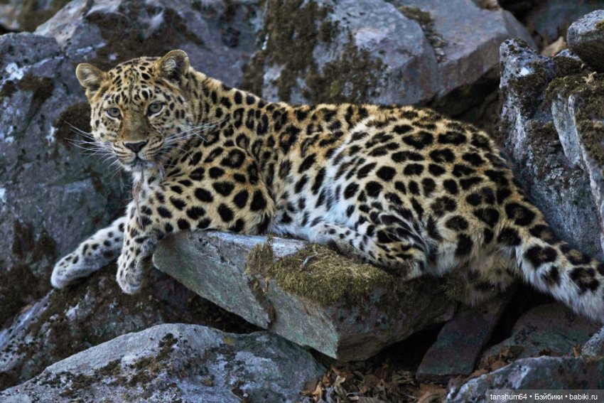 Из семейства леопардовых... новые паучата из Паукодома Анастасии