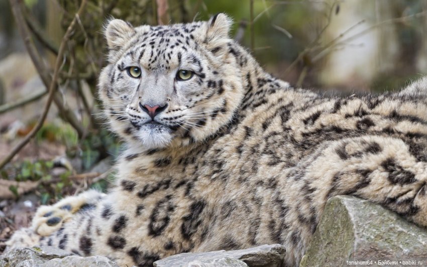 Из семейства леопардовых... новые паучата из Паукодома Анастасии (фото 2)