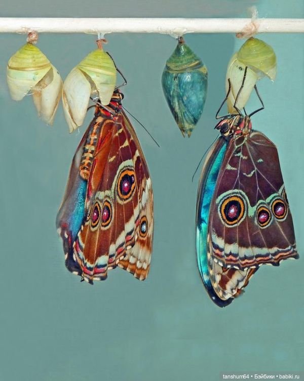 Кирочка — из куклы в девочку | Бэйбики Кирочка — из куклы в девочку (фото 4)