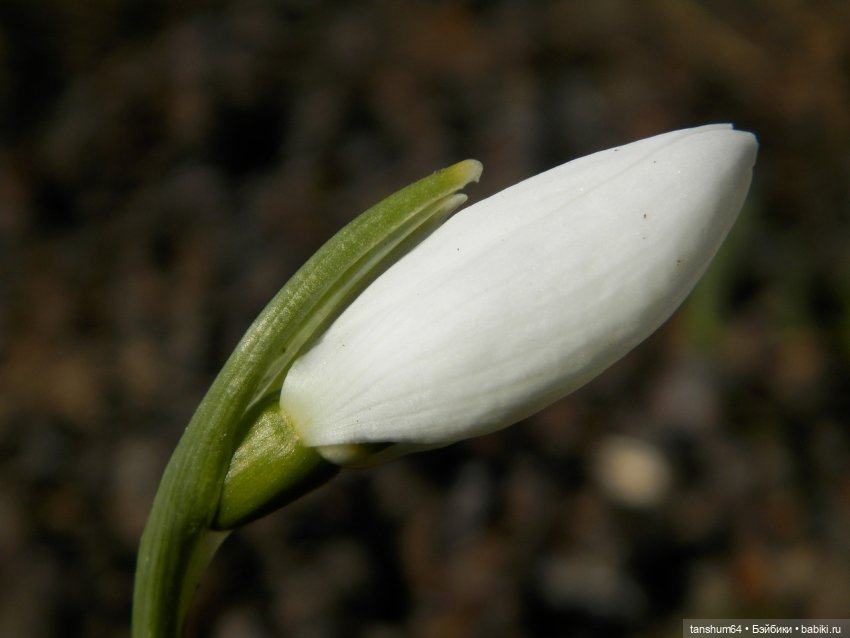 Кирочка — из куклы в девочку | Бэйбики Кирочка — из куклы в девочку (фото 2)