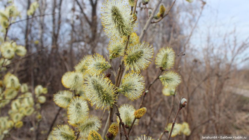 Курица-ждун или пушистый привет из "Паукодома"