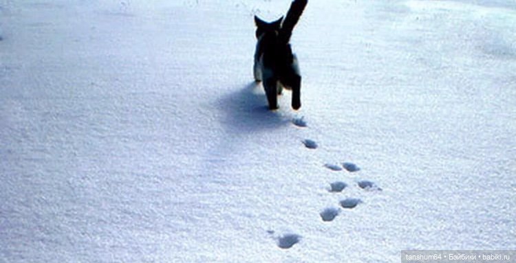 Мяу ... или С Новым годом от Паукодома