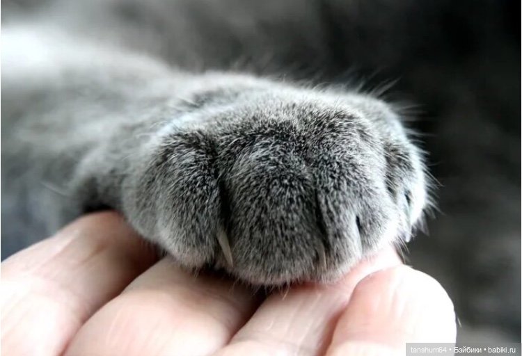 Мяу ... или С Новым годом от Паукодома (фото 9)