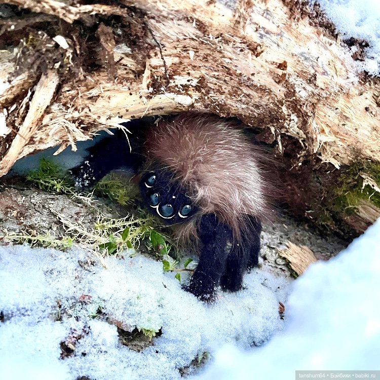 Зимняя прогулка или как паучки в лес убежали | Бэйбики Зимняя прогулка или как паучки в лес убежали (фото 7)