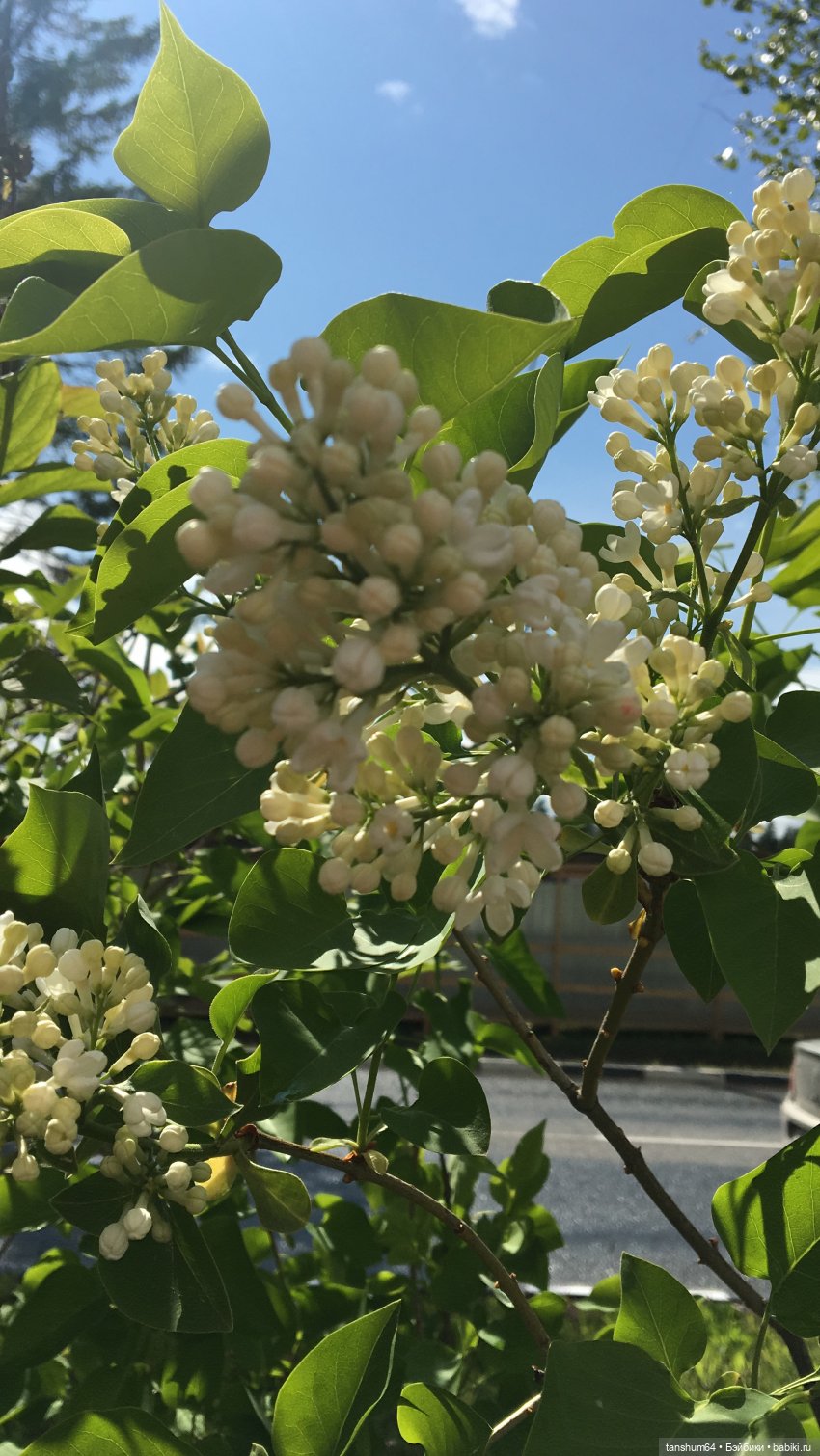 Зайка и сирень — Куклы Paola Reina (Паола Рейна): новинки (фото 2)