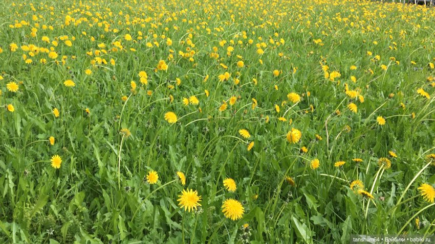 Зайка и сирень — Куклы Paola Reina (Паола Рейна): новинки (фото 3)