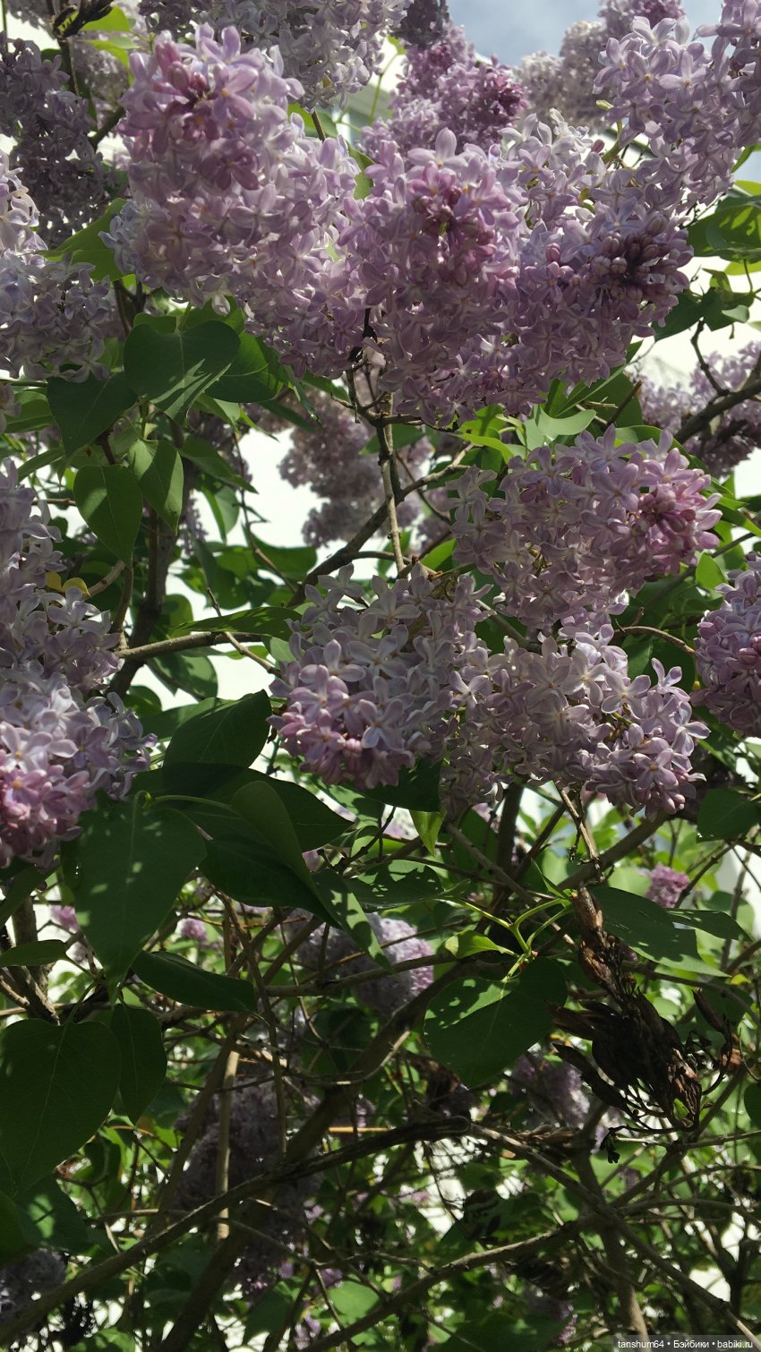 Зайка и сирень — Куклы Paola Reina (Паола Рейна): новинки