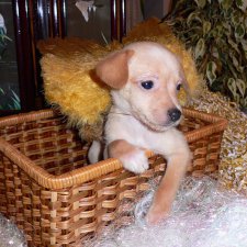 С наступающим Годом Собаки по восточному календарю, друзья!