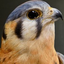 Дерево? Дерево! Знакомьтесь!  Лона Хаймос Смит, Lona Hymas Smith