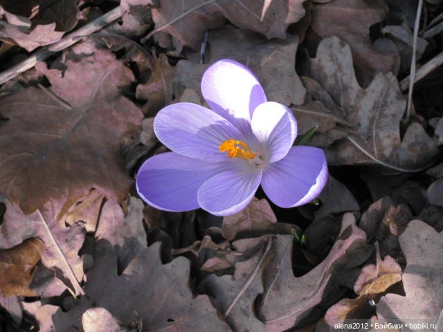 Цветотерапия, или как пережить изоляцию (фото 4)