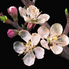 СТЕКЛЯННЫЕ ЦВЕТЫ ЛЕОПОЛЬДА И РУДОЛЬФА БЛАШКА