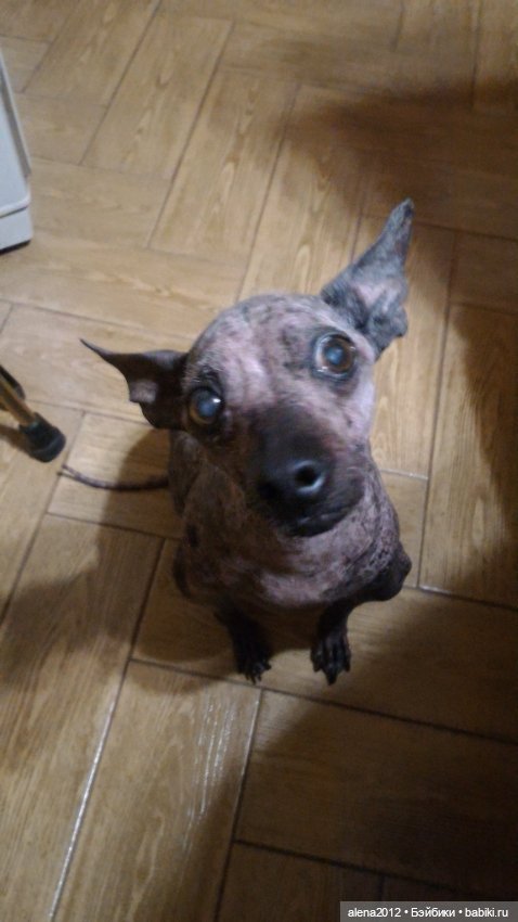 О том, как мы с собачкой стали контрабандистками (фото 2)