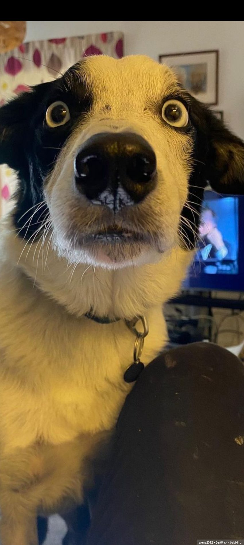 Потрясающие звери c говорящими глазами на картинах Alina Shriver (фото 3)