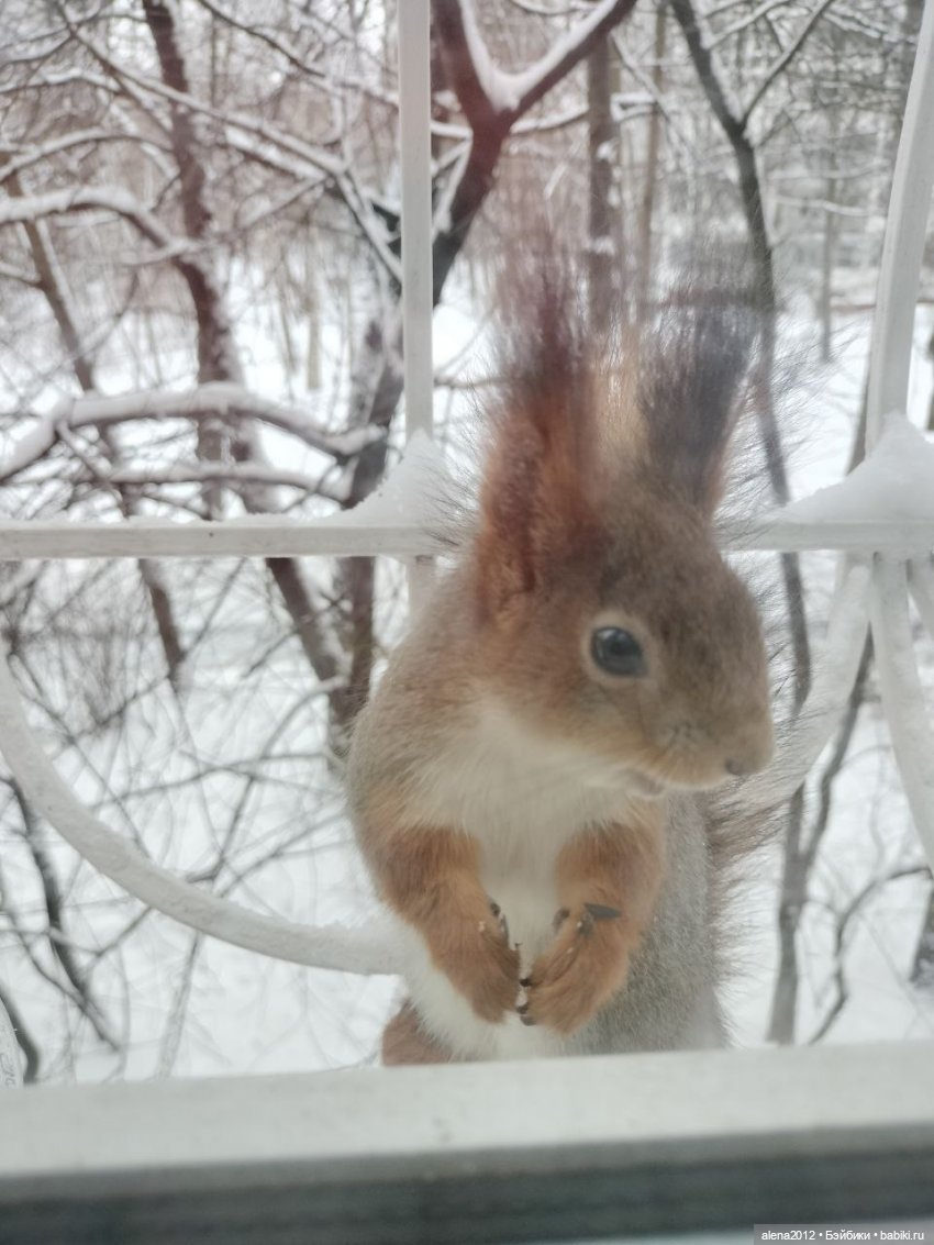 А вы уже готовы к празднованию Нового Года (фото 9)
