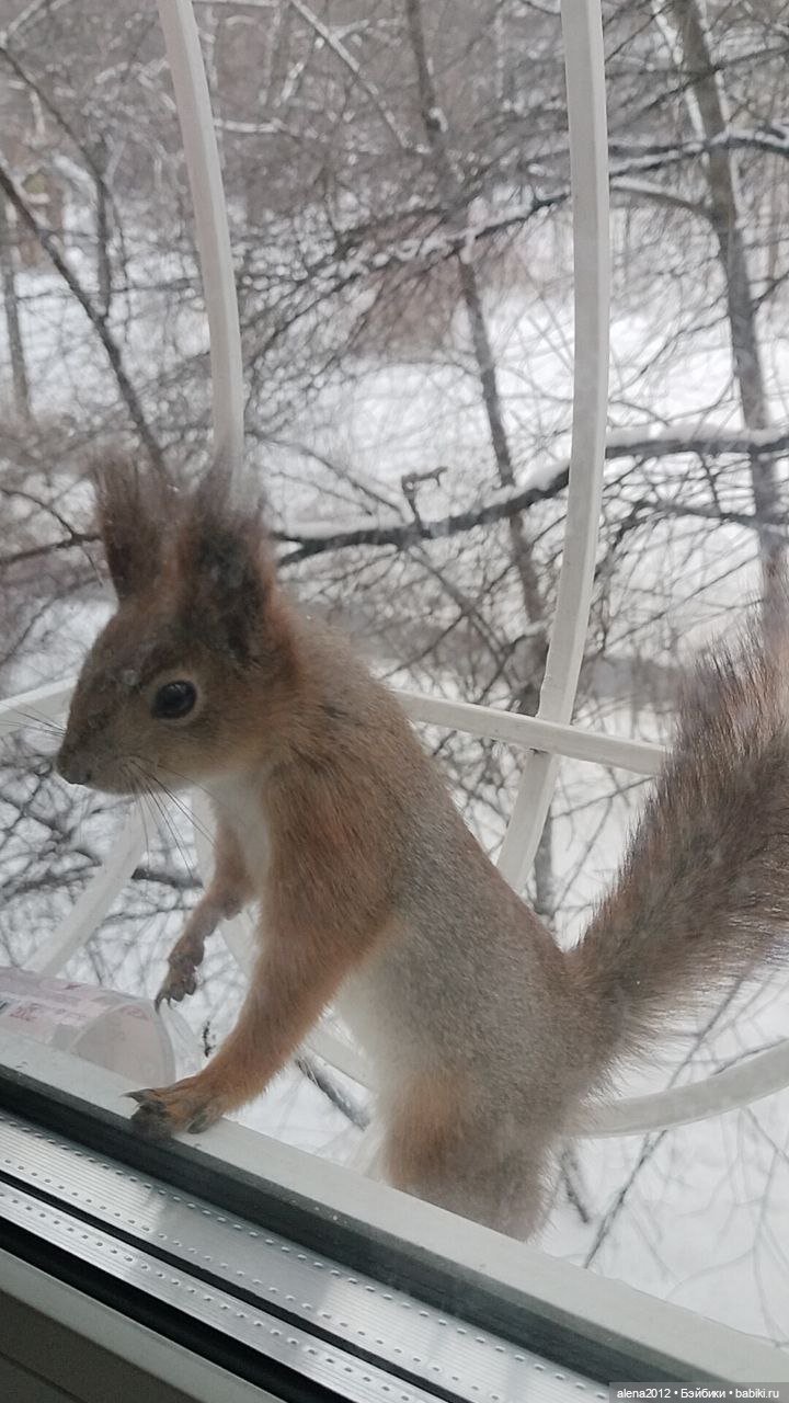 А вы уже готовы к празднованию Нового Года (фото 8)