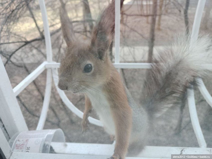 А вы уже готовы к празднованию Нового Года (фото 7)