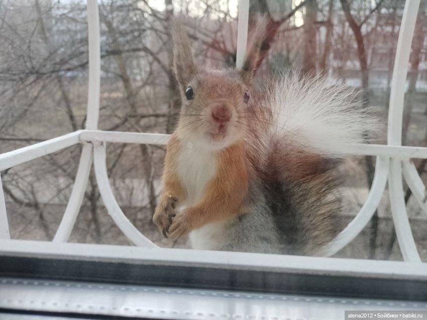 А вы уже готовы к празднованию Нового Года (фото 6)