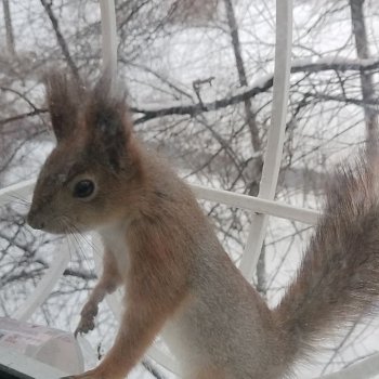 Меня посещает белочка