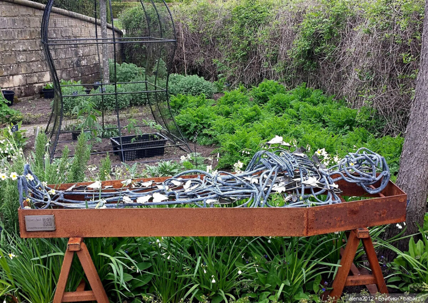 План идеального убийства. Сад ядовитых растений герцогини Нортумберлнедской (фото 2)