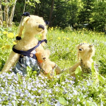 Медведи на даче, отчёт о прогулке