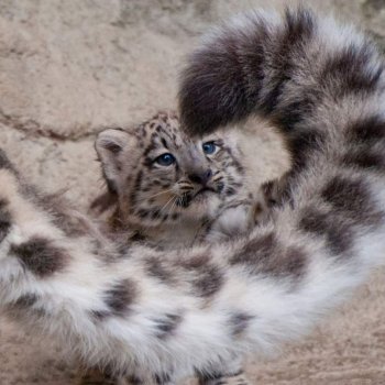 Мамин хвостик