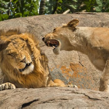 Ох уж эти смешные зверюшки!