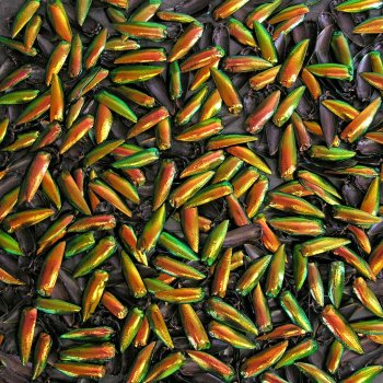 Жучок вместо чудесного бисера?