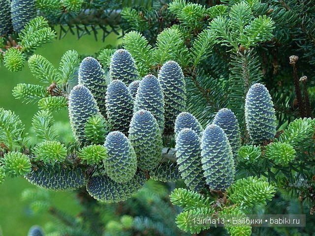 Задумки для предстоящего Нового Года | Бэйбики Задумки для предстоящего Нового Года