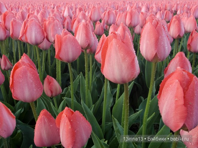 Детишки встречают весну. Lee Middleton