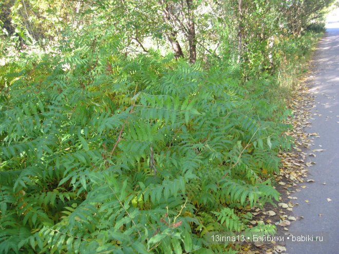 Урок осени, посвящённый ДНЮ УЧИТЕЛЯ (фото 7)