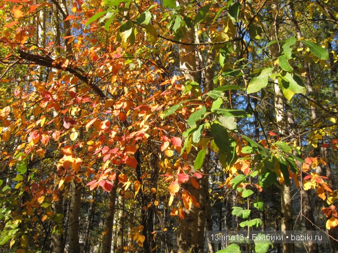 Урок осени, посвящённый ДНЮ УЧИТЕЛЯ